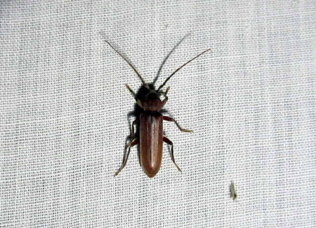 Arhopalus rusticus - gödrösnyakú cincér