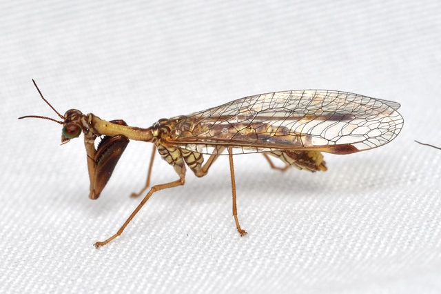 Mantispa styriaca - kétszínű fogólábú-fátyolka