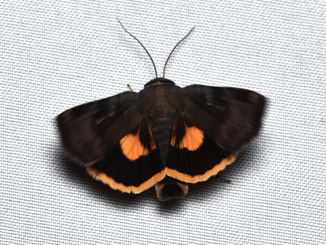 Noctua janthina - tarka sárgafűbagoly