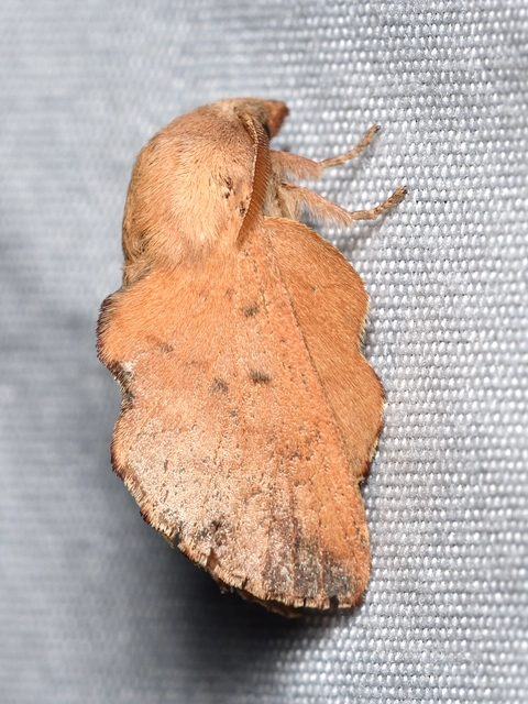Phyllodesma tremulifolia - nyárlevélpohók