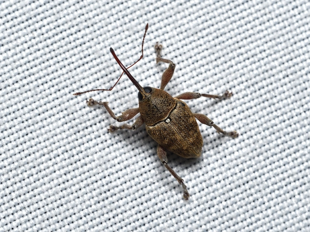 Curculio glandium - tölgymakkzsuzsóka