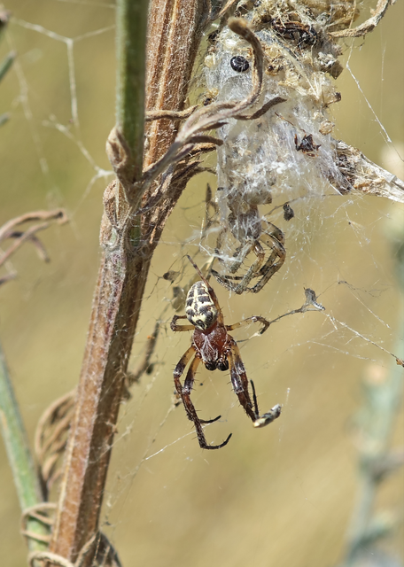 Larinioides cornutus - nádi keresztespók