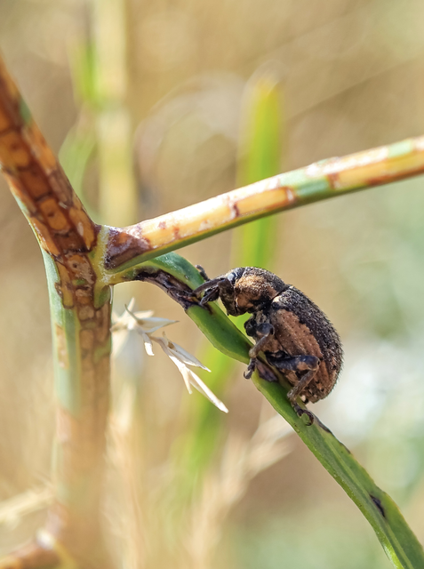 Brachypera zoilus - lucerna-gubósormányos