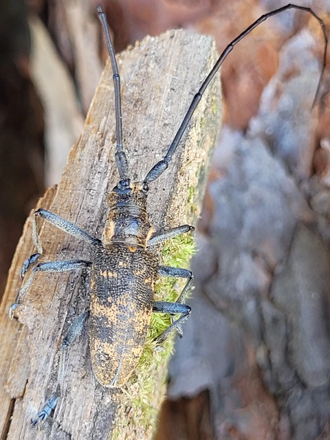 Monochamus galloprovincialis pistor - foltos fenyvescincér