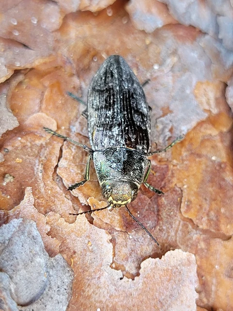 Buprestis haemorrhoidalis - foltosfejű díszbogár