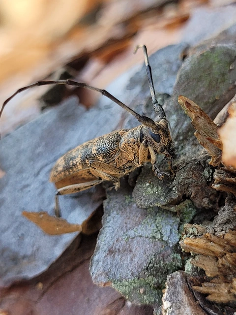 Monochamus galloprovincialis pistor - foltos fenyvescincér