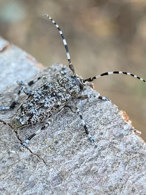 Aegomorphus clavipes - tarka cincér Aegomorphus clavipes - tarka cincér