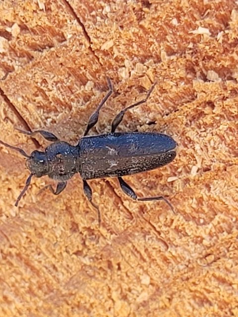 Hylotrupes bajulus - házicincér
