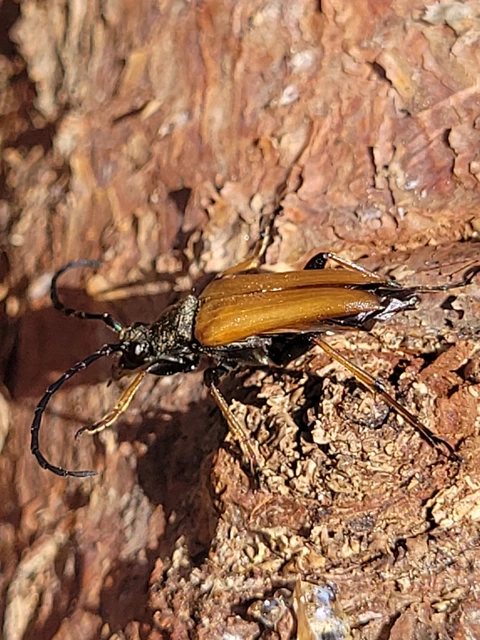 Stictoleptura rubra - vörös virágcincér