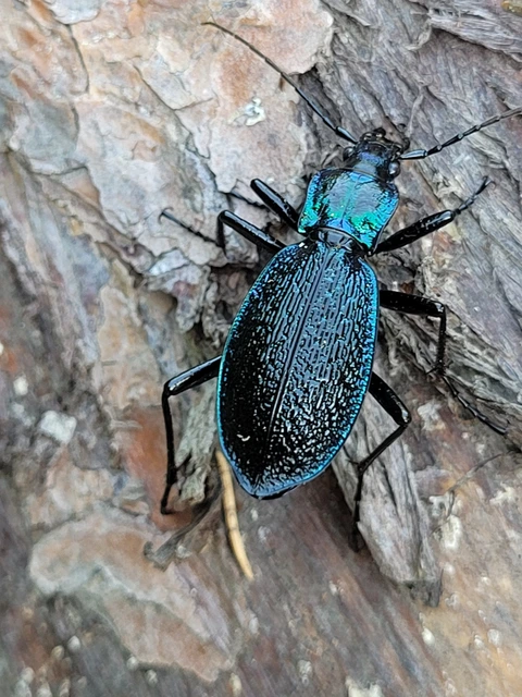Carabus intricatus - kék laposfutrinka