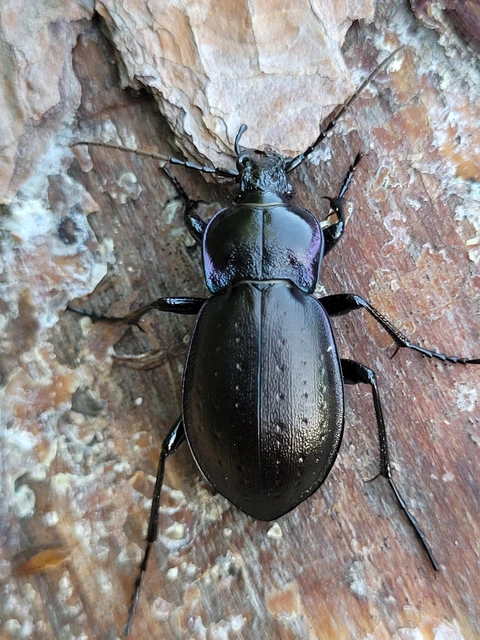 Carabus nemoralis - ligeti futrinka