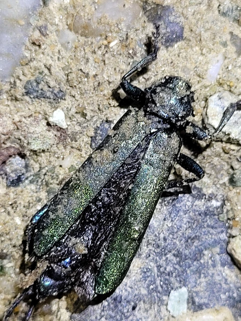 Aromia moschata - pézsmacincér