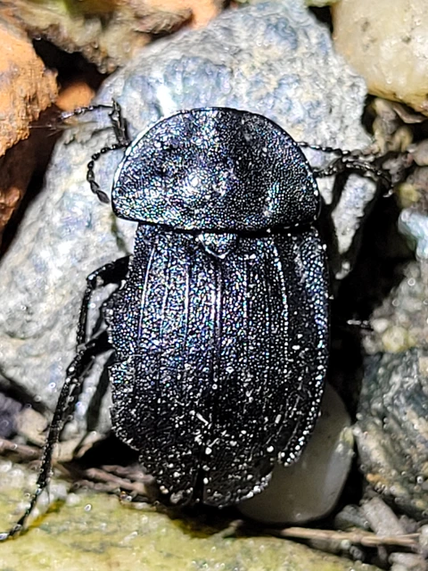 Phosphuga atrata - bordás csigarabló