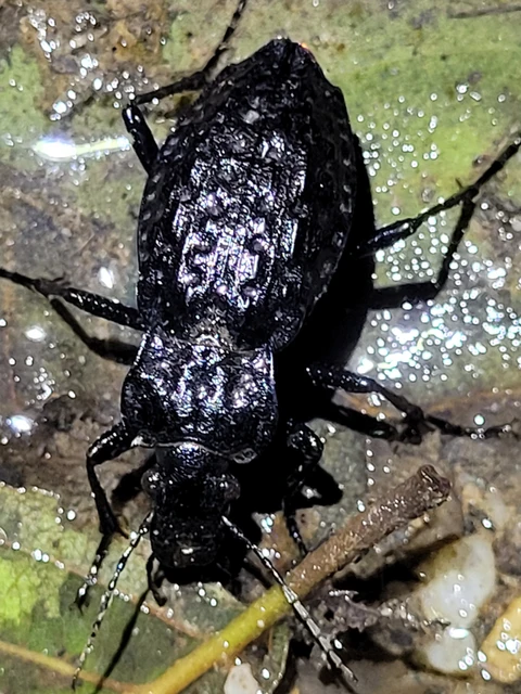 Carabus nodulosus - dunántúli vízifutrinka Carabus nodulosus - dunántúli vízifutrinka