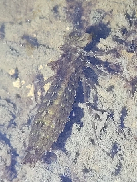 Aeshna cyanea - sebes karcsúacsa