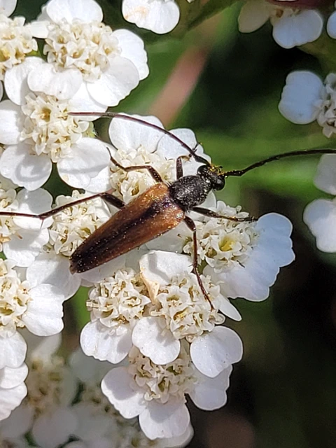 Stenurella melanura - feketevégű karcsúcincér