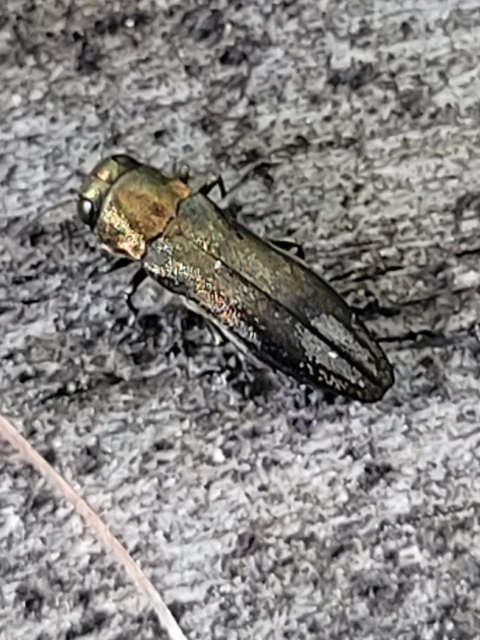 Agrilus hastulifer - ólmosfényű karcsúdíszbogár