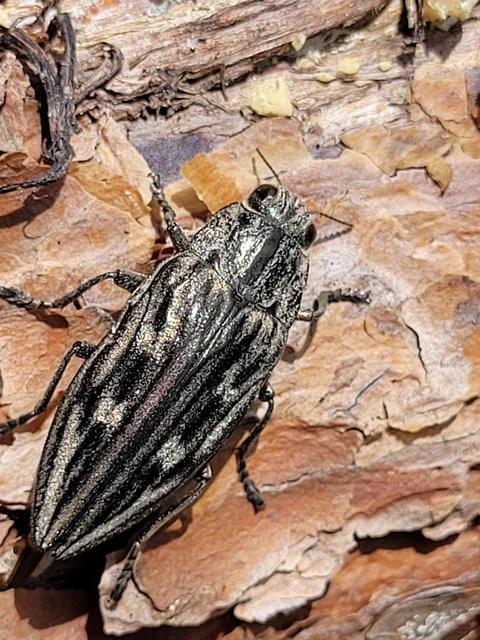 Chalcophora mariana - nagy fenyvesdíszbogár