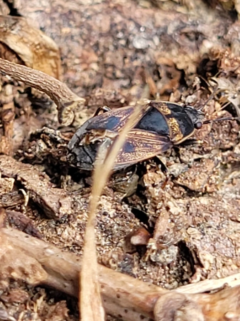 Trapezonotus Trapezonotus