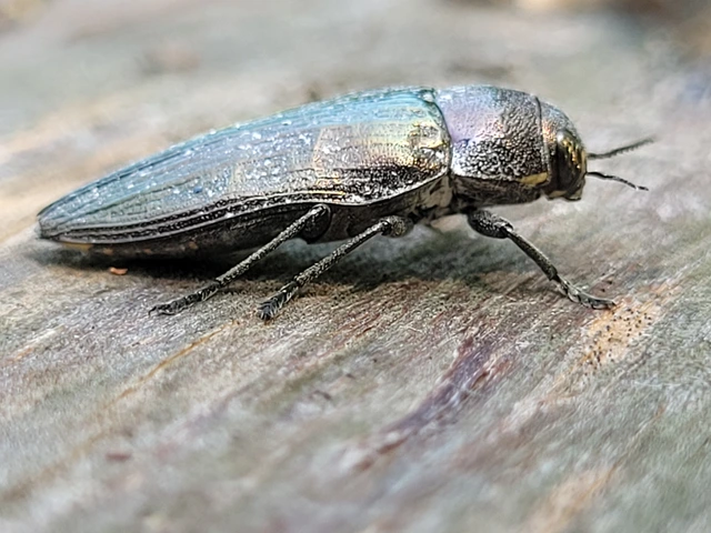 Buprestis haemorrhoidalis - foltosfejű díszbogár