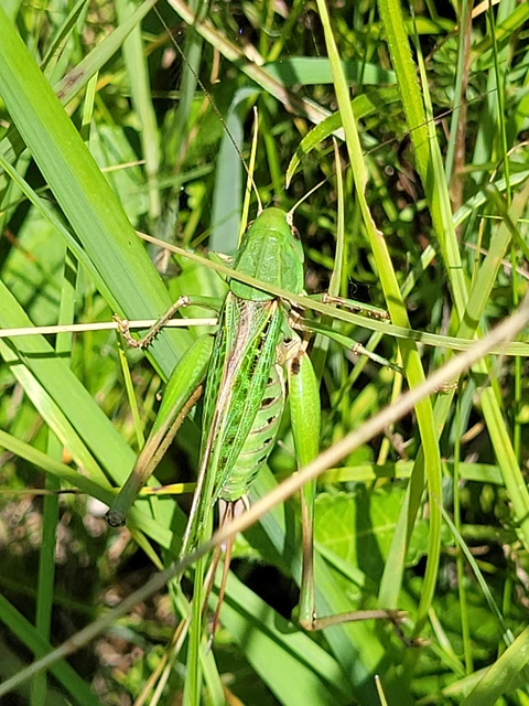 Decticus verrucivorus - szemölcsevő szöcske