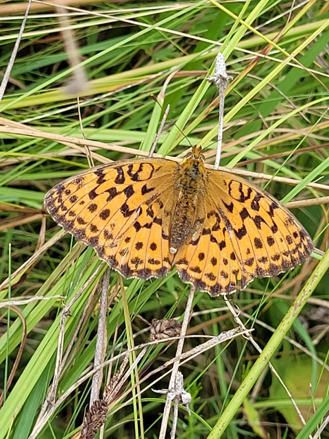 Argynnis adippe - ezüstös gyöngyházlepke