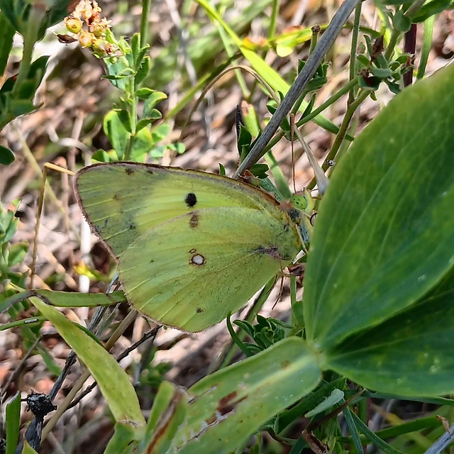 Colias alfacariensis - déli kéneslepke