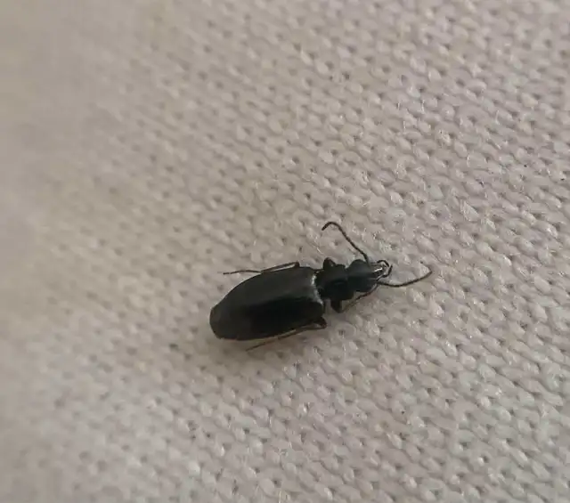 Syntomus obscuroguttatus - négyfoltos gyökérfutó