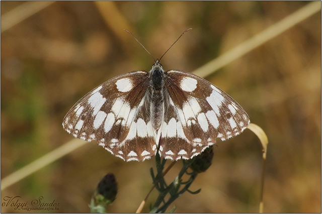Melanargia galathea - sakktáblalepke