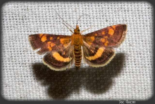 Pyrausta aurata - aranyló bíbormoly