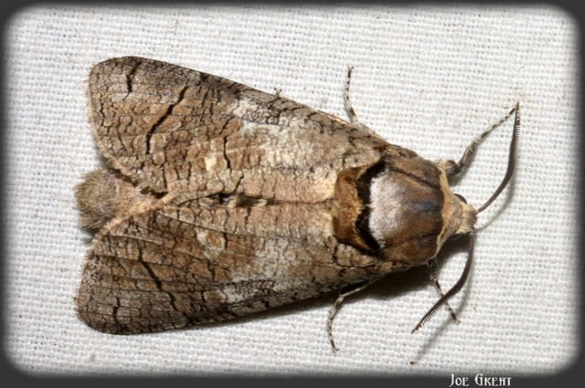 Cossus cossus - fűzfarontólepke