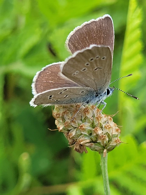 Cyaniris semiargus - aprószemes boglárka