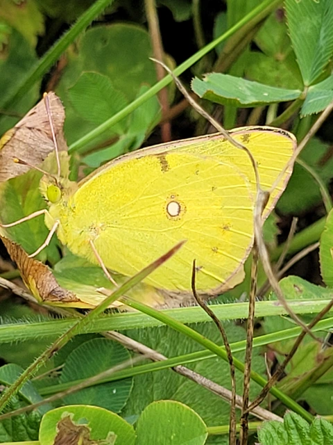 Colias croceus - sáfránylepke