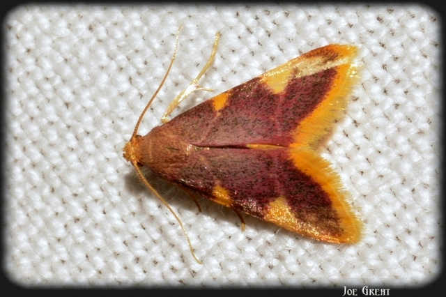 Hypsopygia costalis - szénailonca