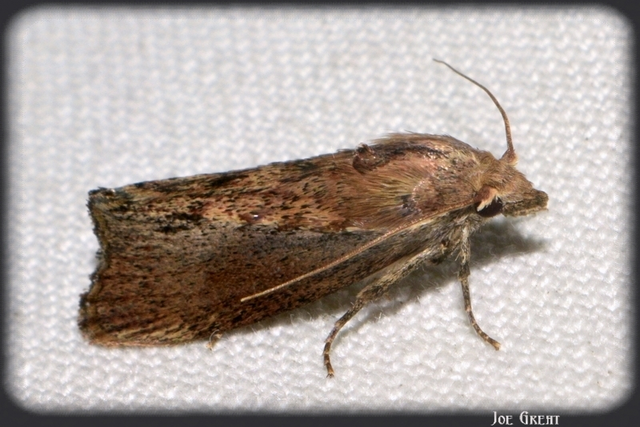 Galleria mellonella - nagy viaszmoly