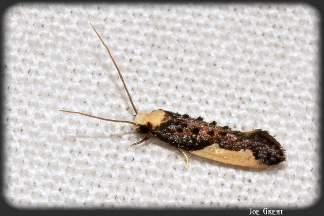 Monopis monachella - apácamoly