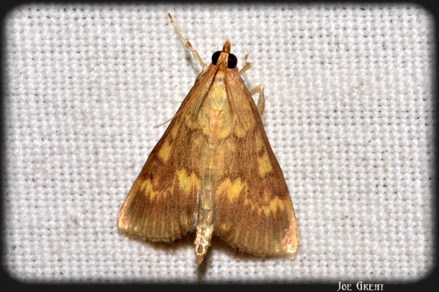 Ostrinia nubilalis - kukoricamoly
