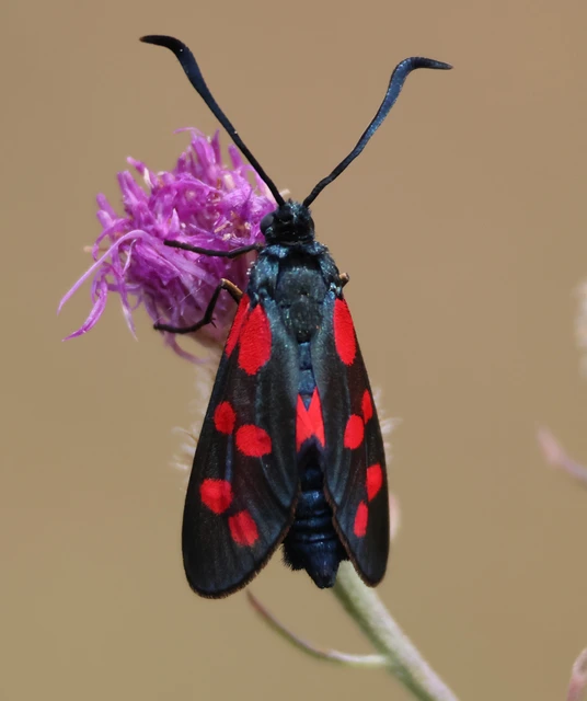 Zygaena filipendulae - acélszínű csüngőlepke