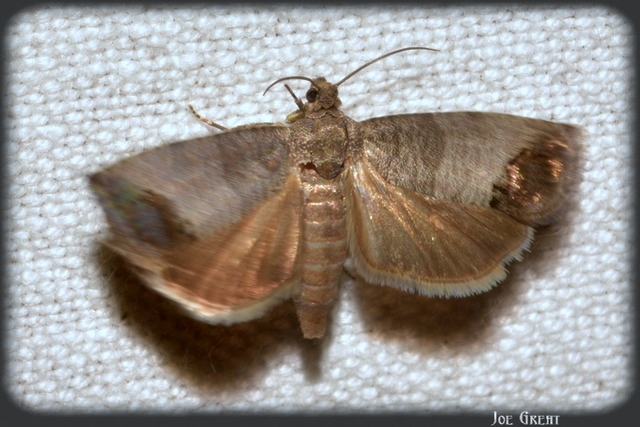 Cydia pomonella - almamoly