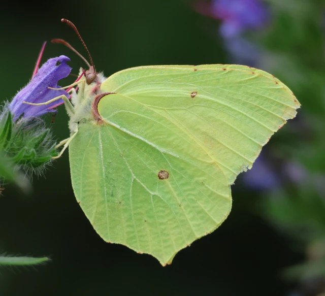 Gonepteryx rhamni - citromlepke