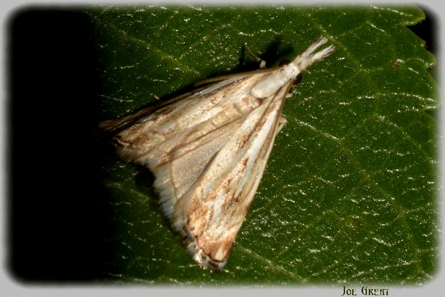 Catoptria falsella - hálós fűgyökérmoly