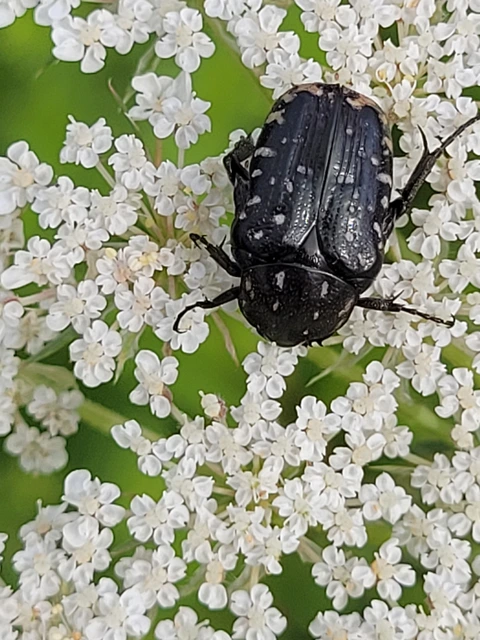 Oxythyrea funesta - sokpettyes virágbogár