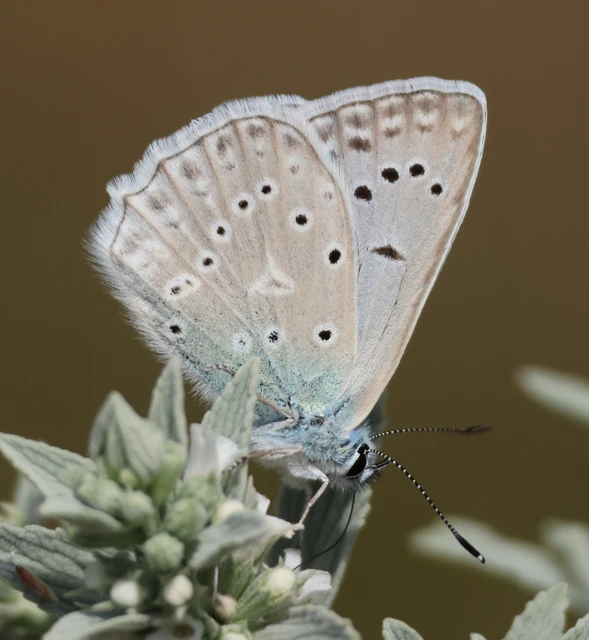 Polyommatus daphnis - csipkés boglárka