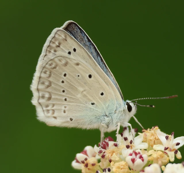 Polyommatus daphnis - csipkés boglárka