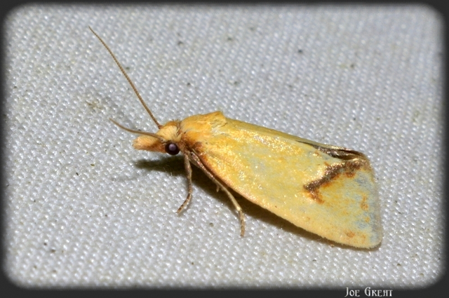 Agapeta hamana - közönséges sárgamoly