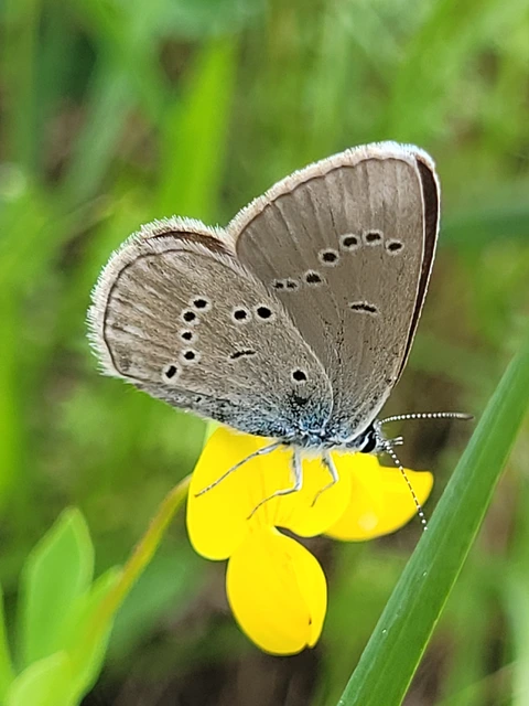 Cyaniris semiargus - aprószemes boglárka