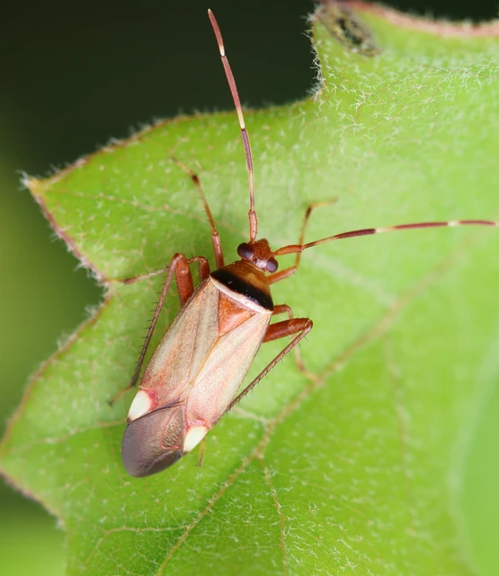 Adelphocoris vandalicus - feketevállú mezeipoloska