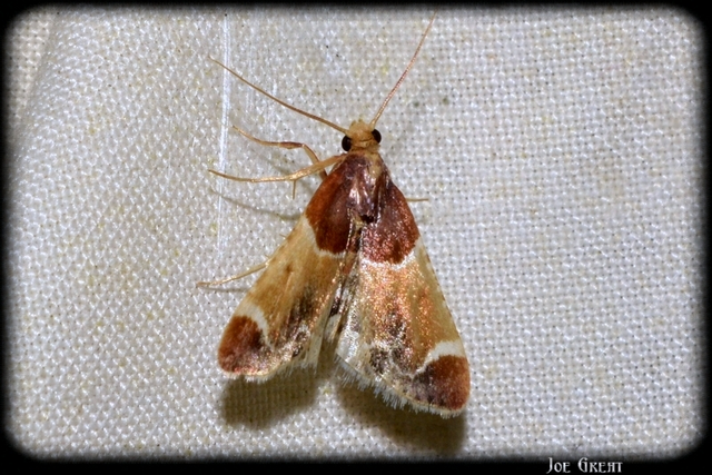 Pyralis farinalis - lisztilonca