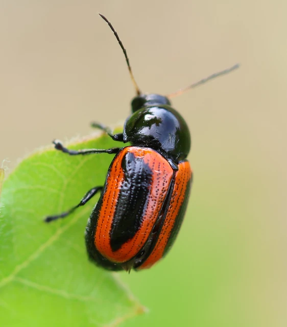 Cryptocephalus bipunctatus - kétpettyes zömökbogár