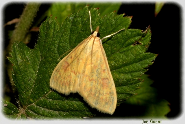 Ostrinia nubilalis - kukoricamoly